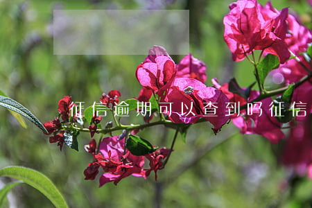 征信逾期可以查到吗 征信逾期能查出账单吗