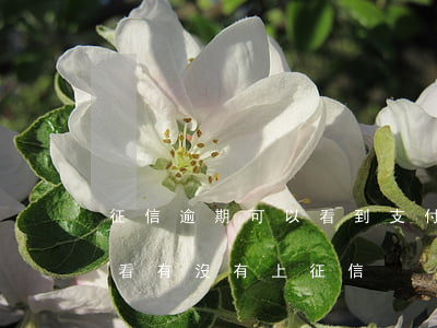 征信逾期可以看到支付寶嗎 支付寶逾期怎么看有沒有上征信
