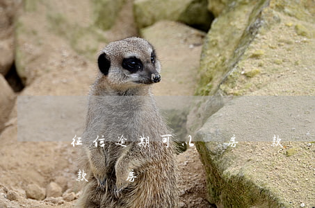 征信逾期可以買房貸款嗎(征信有逾期還能貸款買房嗎)