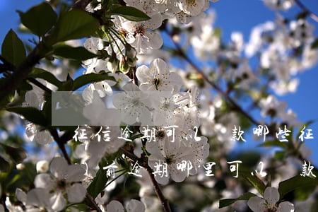 征信逾期可以貸款哪些(征信有當(dāng)前逾期哪里可以貸款)