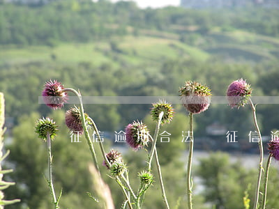 征信逾期合法嗎 征信逾期嚴(yán)重嗎?