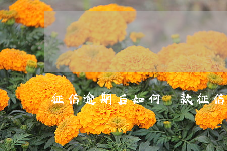 征信逾期后如何還款(征信逾期怎么還款)