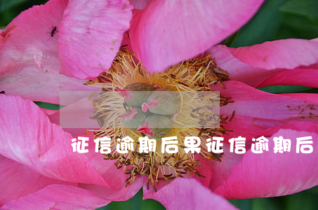 征信逾期后果(征信逾期后果嚴(yán)重嗎)
