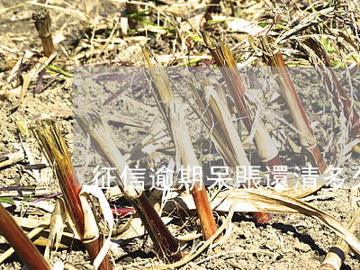 征信逾期呆賬還清多久消除