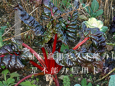 征信逾期多久不能办信用卡(征信有逾期是不是不能办信用卡了)