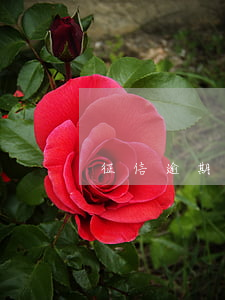 征信逾期多久进黑户(征信逾期多久进黑户了)