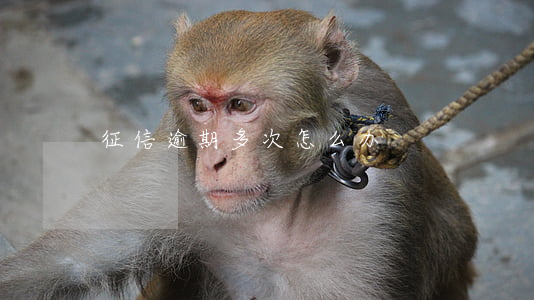 征信逾期多次怎么办