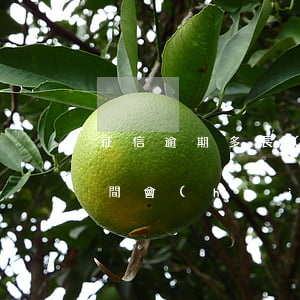 征信逾期多長(zhǎng)時(shí)間會(huì)涼(征信逾期多久會(huì)失信)