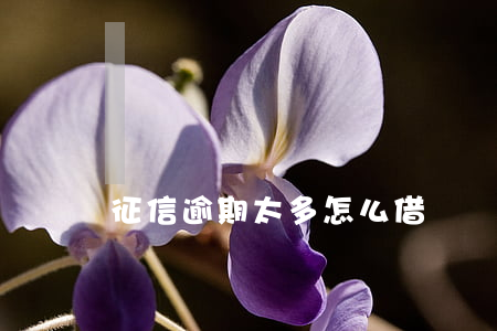 征信逾期太多怎么借錢