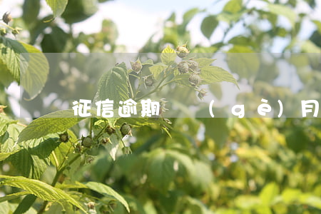 征信逾期幾個(gè)月能分期