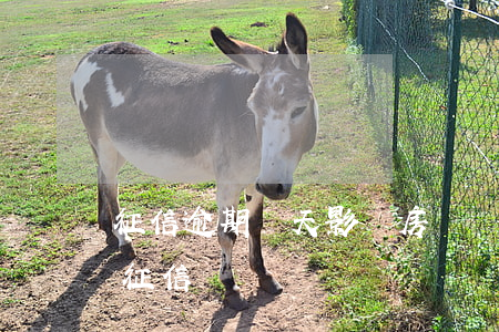 征信逾期幾天影響房貸嗎(一般逾期幾天影響征信)