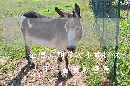 征信逾期幾次不能擔保-貸款逾期幾天擔保人征信會受影響嗎