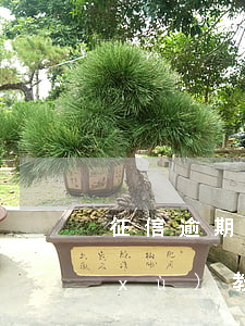 征信逾期影響繼續(xù)教育嗎-繼續(xù)教育逾期怎么辦