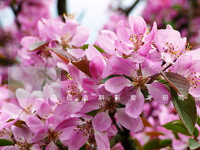 征信逾期影響考研嗎（信用卡逾期影響讀研嗎）