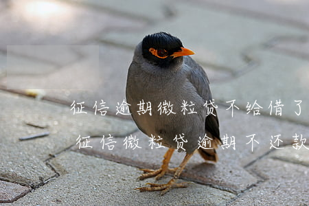 征信逾期微粒贷不给借了(微粒贷逾期几天上征信?微粒贷逾期不还款的严重后果!)