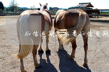 征信逾期怎么看(征信逾期怎么看几条)