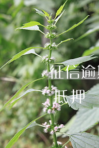 征信逾期房子抵押貸款嗎(征信有逾期可以做抵押貸款嗎)