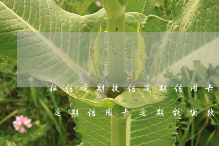 征信逾期捷信逾期信用卡逾期(征信逾期捷信逾期信用卡逾期能贷款吗)