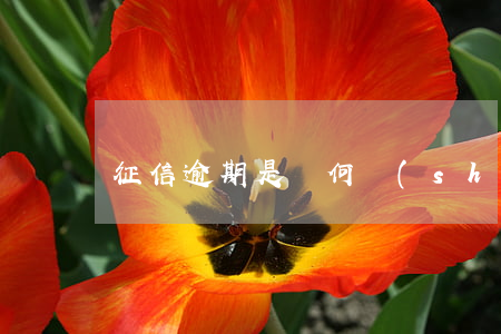 征信逾期是從何時(shí)計(jì)算