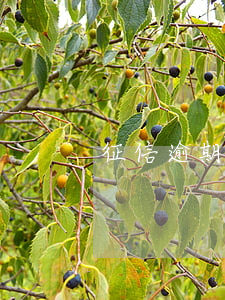 征信逾期最新規(guī)定