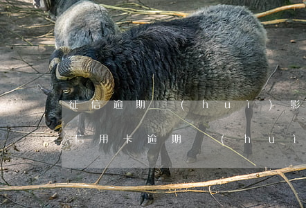 征信逾期會(huì)影響信用卡提額嗎(有信用卡逾期會(huì)影響其他銀行信用卡提額嗎)