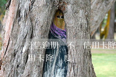 征信逾期會不會信用卡降額度 最近為什么信用卡降額度