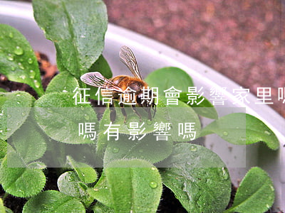 征信逾期會影響家里嗎(征信逾期會影響家里嗎有影響嗎)