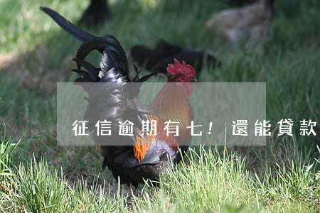 征信逾期有七!還能貸款嗎（七貸逾期怎么辦）