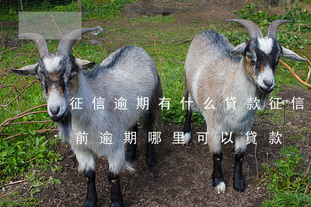 征信逾期有什么貸款(征信有當(dāng)前逾期哪里可以貸款)