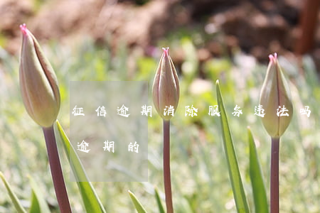 征信逾期消除服务违法吗(有没有专门消征信逾期的)