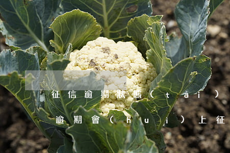 征信逾期狀態(tài)能貸款嗎(今年貸款逾期會(huì)上征信嗎)
