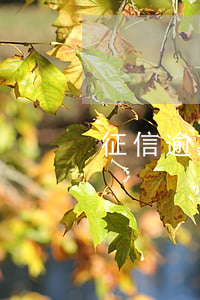 征信逾期申訴的條件（上征信逾期的條件）