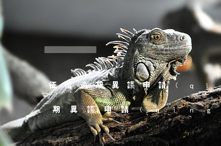 征信逾期異議申請(qǐng)范本(征信逾期異議申請(qǐng)范本怎么寫)