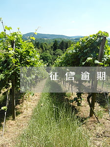 征信逾期算違法嗎(征信是否逾期)