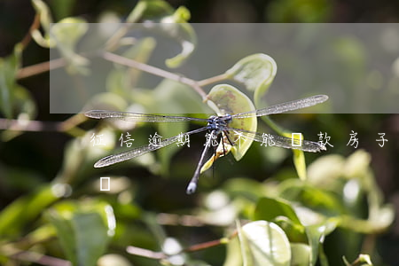 征信逾期能不能貸款房子(征信有逾期能貸款嗎)