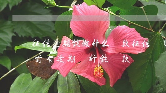 征信逾期能做什么貸款(征信當(dāng)前有逾期銀行能貸款嗎)