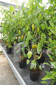 征信逾期能循環(huán)貸款嗎(征信逾期能循環(huán)貸款嗎)