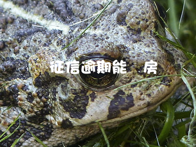 征信逾期能辦房貸嗎