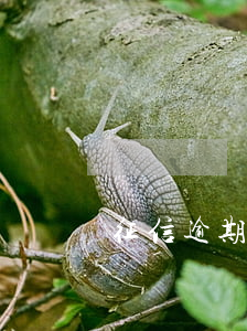 征信逾期能辦理公積金貸款嗎