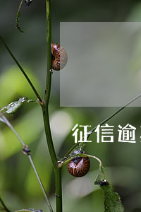 征信逾期處理5年怎么還是有記錄