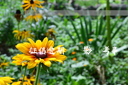 征信逾期記錄影響考事業(yè)編制嗎-