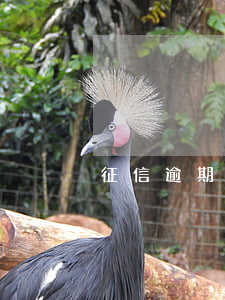征信逾期記錄滿五年自動消除嗎-