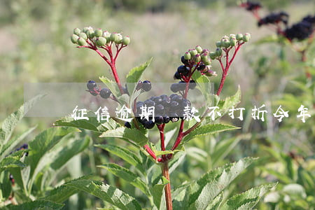 征信逾期貸款不打折(今年逾期不納入征信)