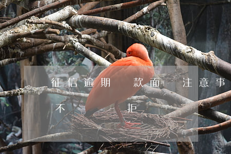 征信逾期貸款面簽注意事項(征信不好面簽會不會當時拒絕)