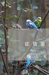 征信逾期辦理信用卡（信用卡逾期人行征信系統(tǒng)）