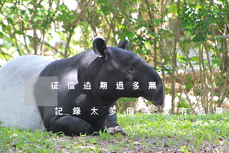 征信逾期過多無(wú)法貸款(征信上貸款記錄太多但是沒有逾期)