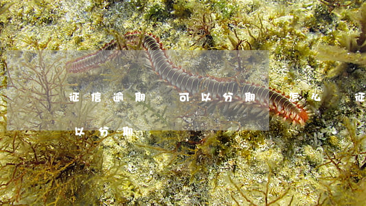 征信逾期還可以分期嗎怎么辦（征信逾期還可以分期嗎）