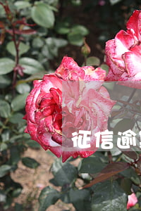 征信逾期還能貸款買房(征信逾期能貸款買房嗎)