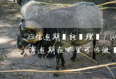 征信逾期還能辦理網(wǎng)貸嗎(征信有逾期在哪里可以做網(wǎng)貸)