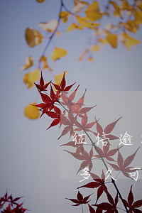 征信逾期銀行能貸款么(銀行逾期上征信之后多久可以貸款)
